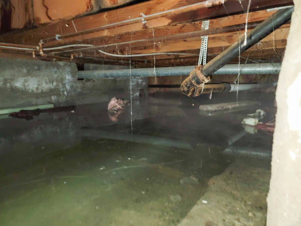 Best Emergency water damage restoration  in Elmo, TX