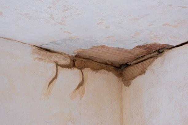 Best Basement water damage restoration  in Elmo, TX